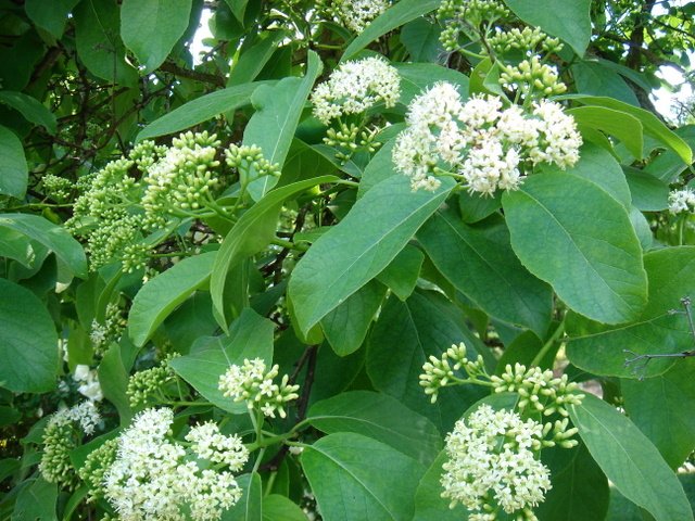 Ehretia dicksonii fleur